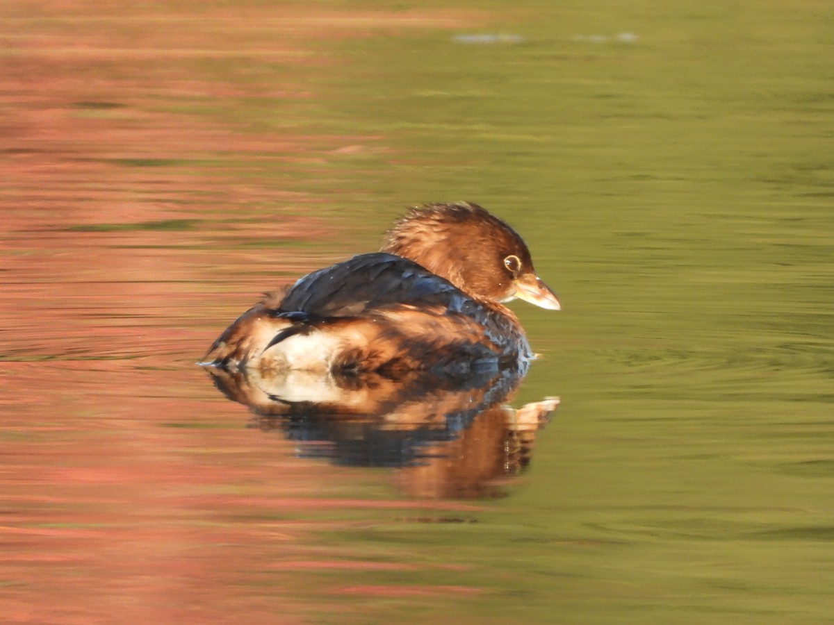 Pied-billed Grebe - ML645040704