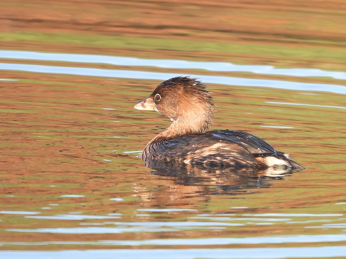 Pied-billed Grebe - ML645040705