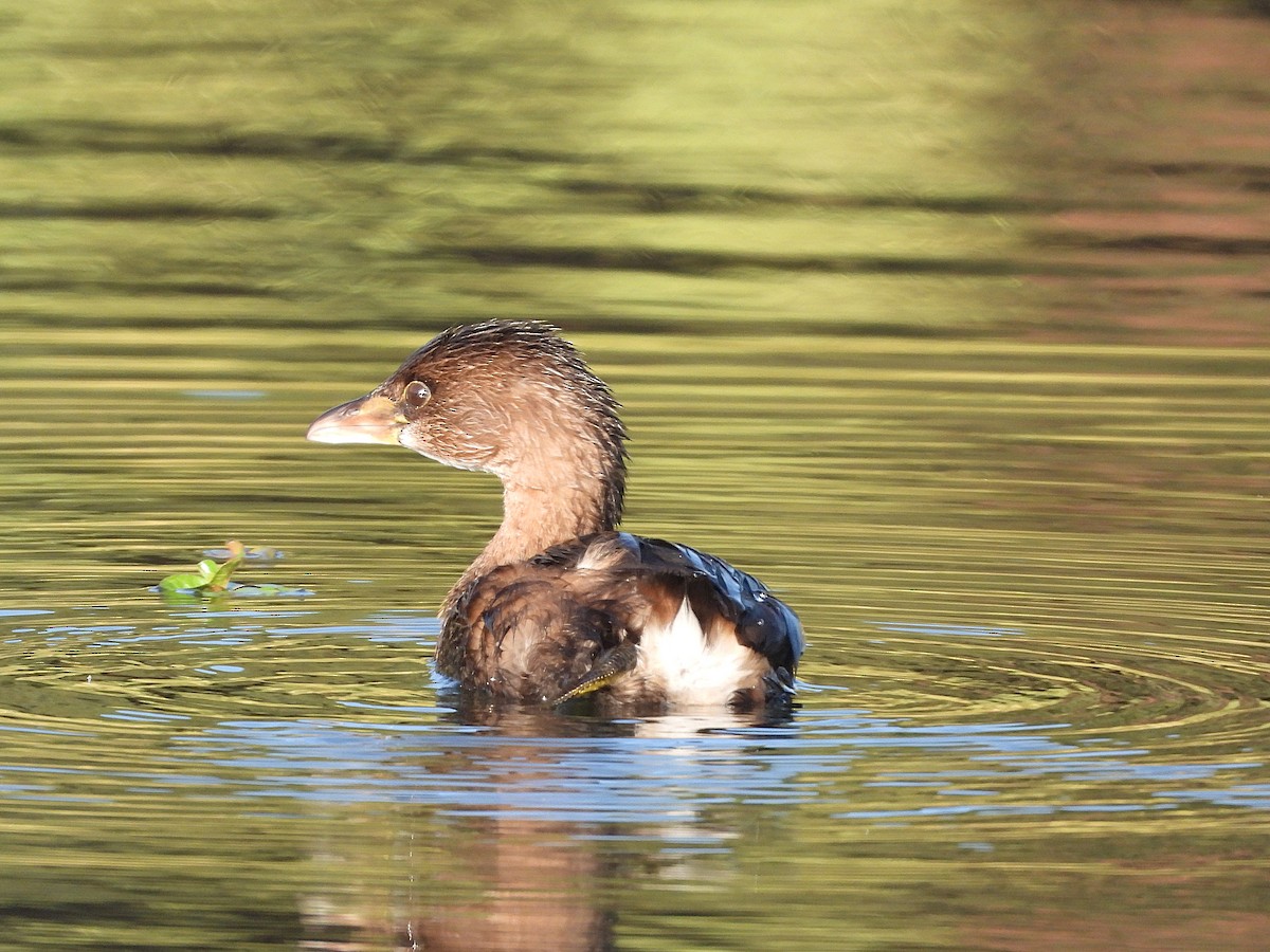 Pied-billed Grebe - ML645040706