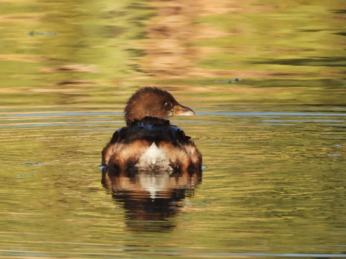 Pied-billed Grebe - ML645040707