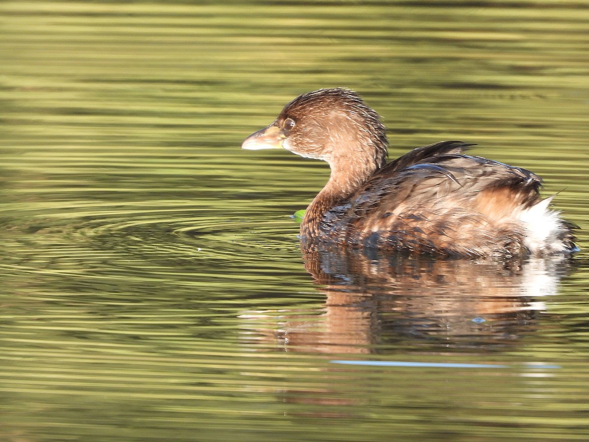 Pied-billed Grebe - ML645040708