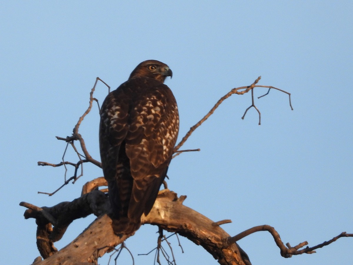 Red-tailed Hawk - ML645040710