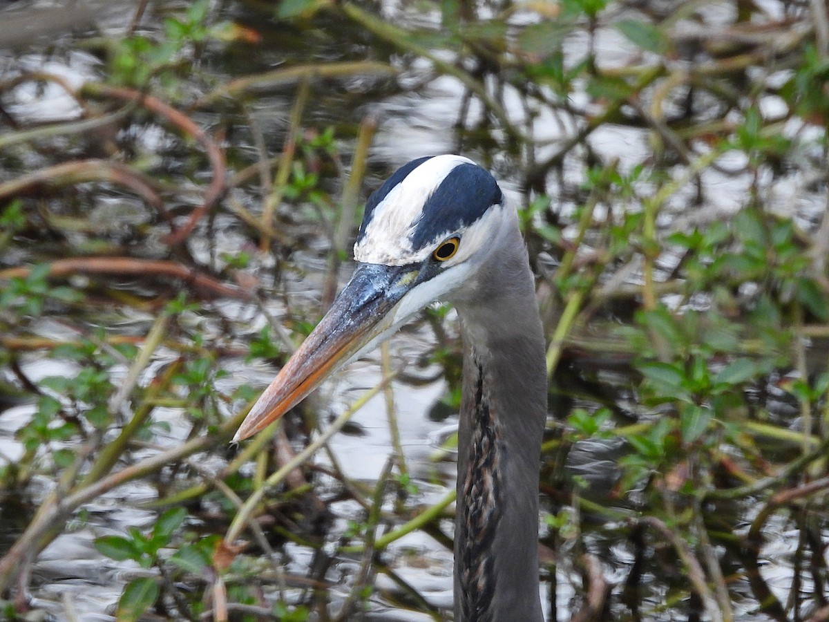 Great Blue Heron - ML645040712