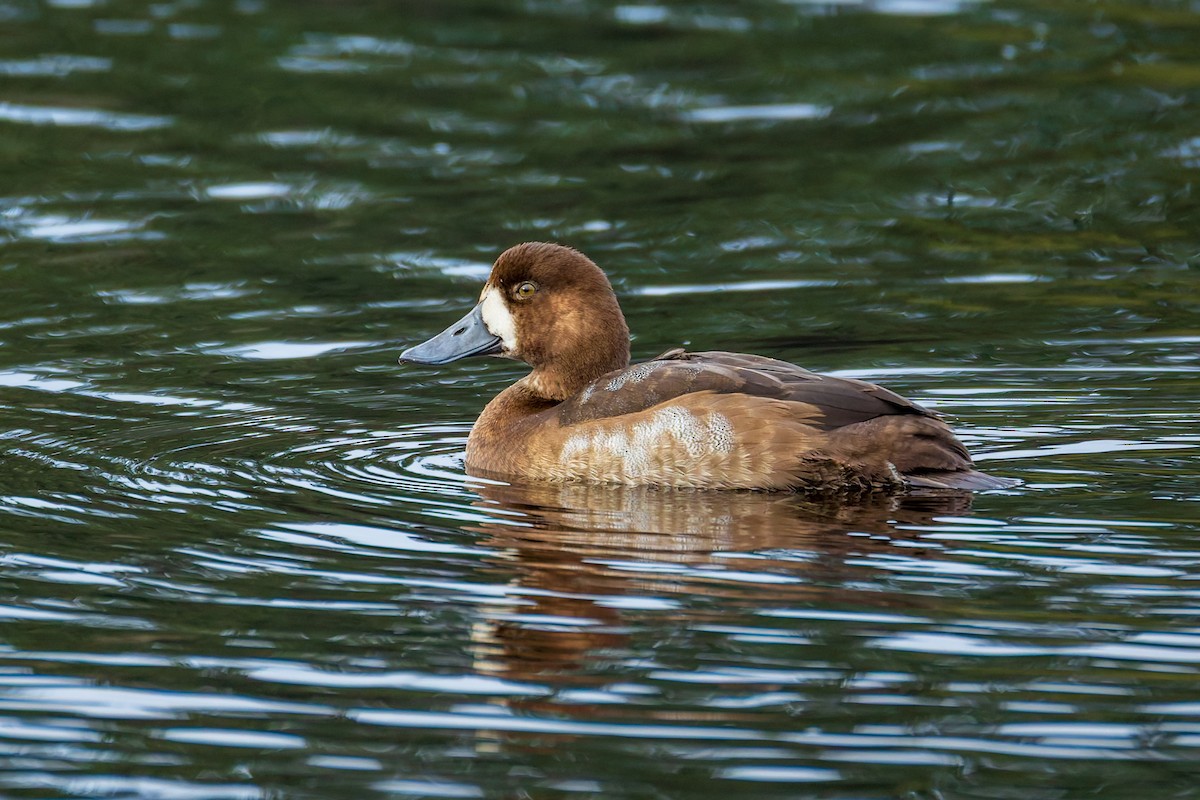 Морская чернеть - ML645040713