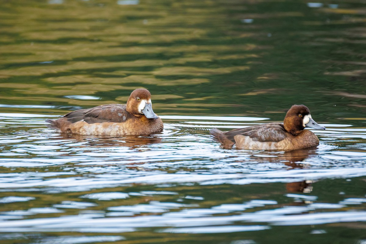 Морская чернеть - ML645040714