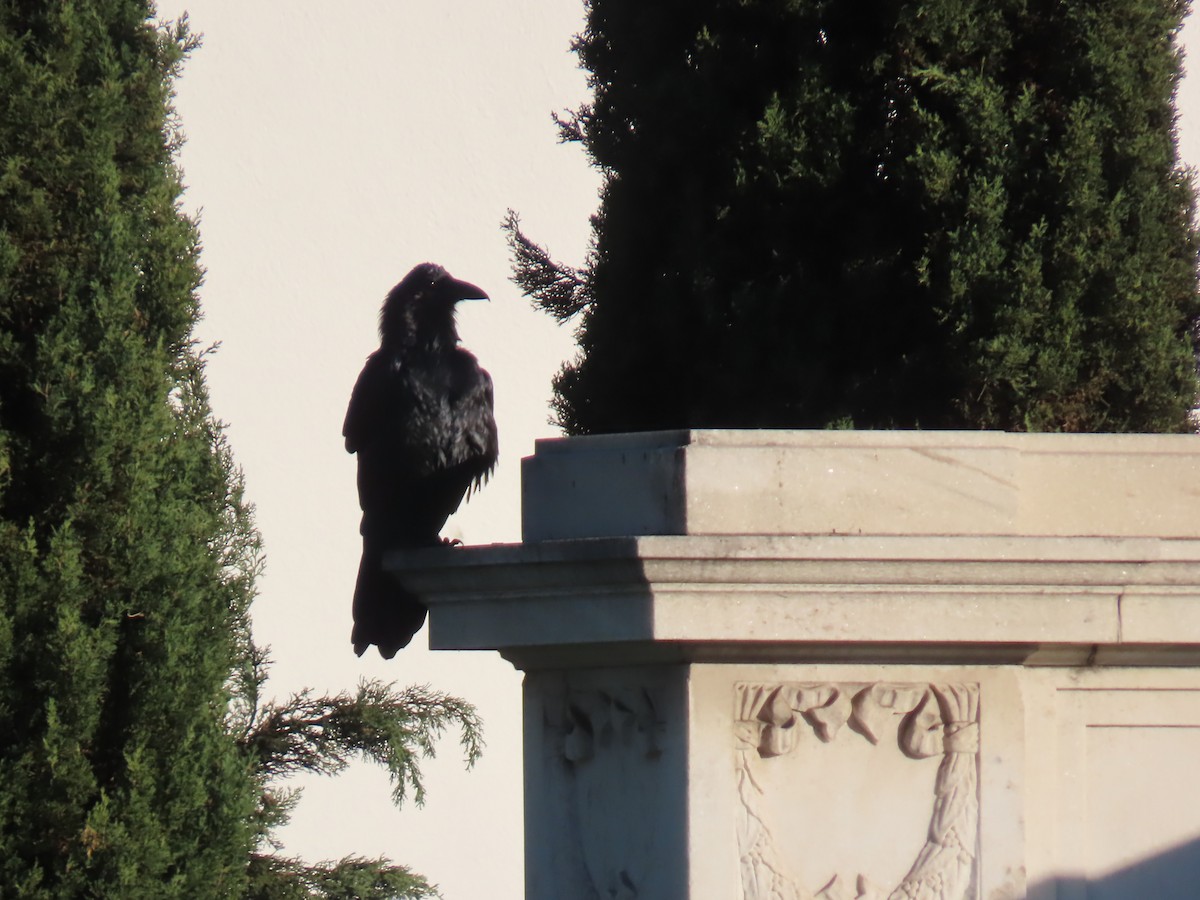 Cuervo Grande - ML645040716