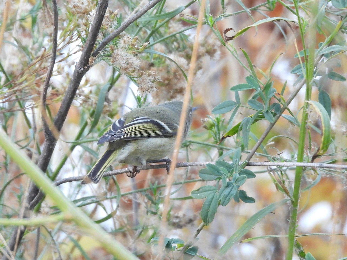 Ruby-crowned Kinglet - ML645040719