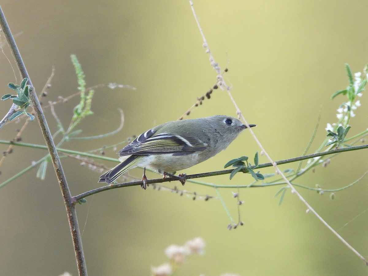 Ruby-crowned Kinglet - ML645040720