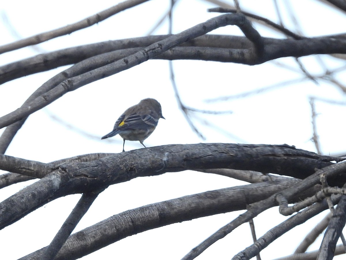 Yellow-rumped Warbler - ML645040726