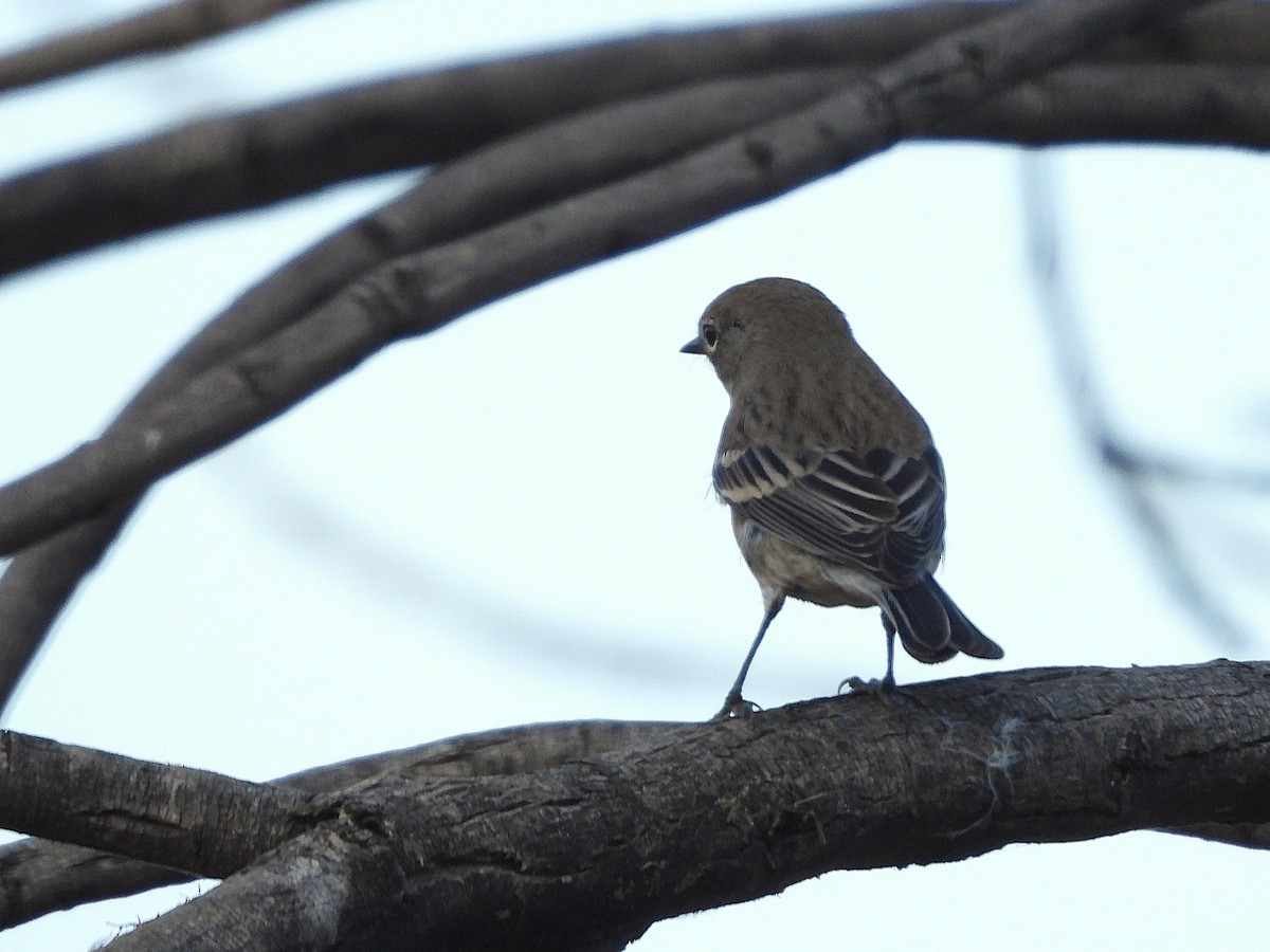 Yellow-rumped Warbler - ML645040727