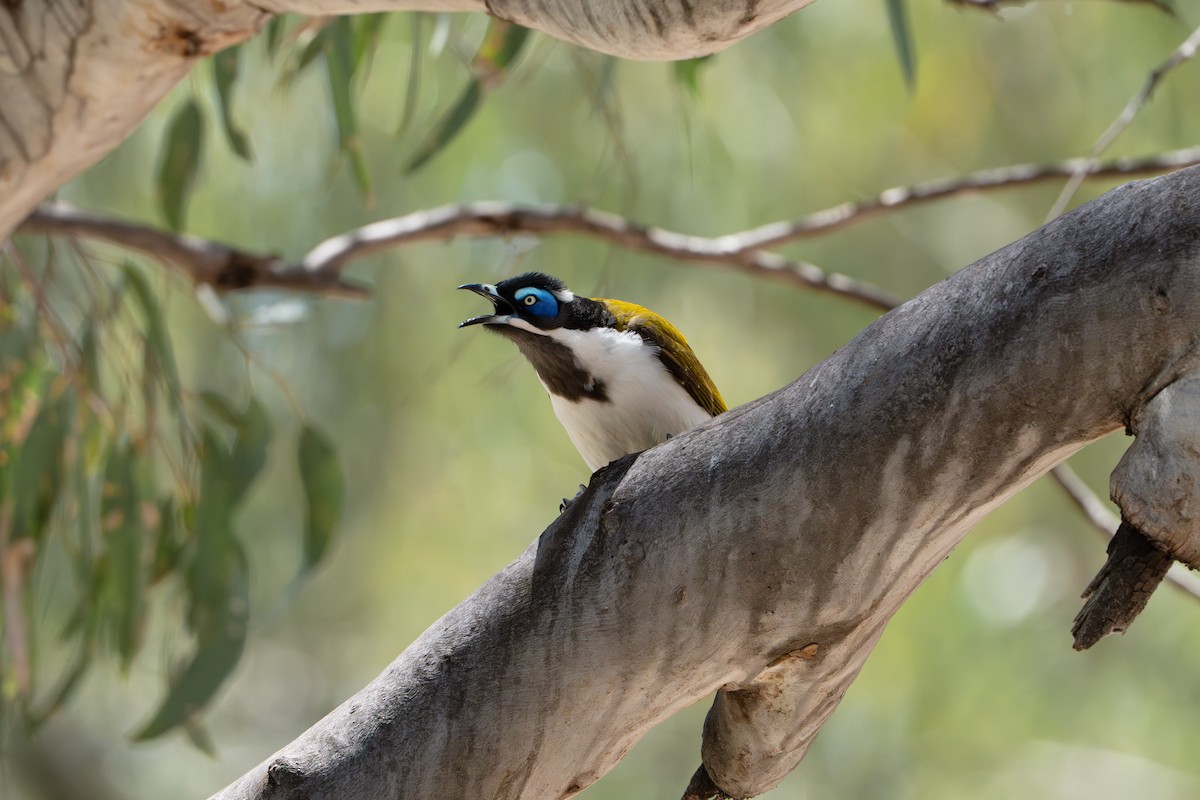 medosavka modrolící - ML645040736