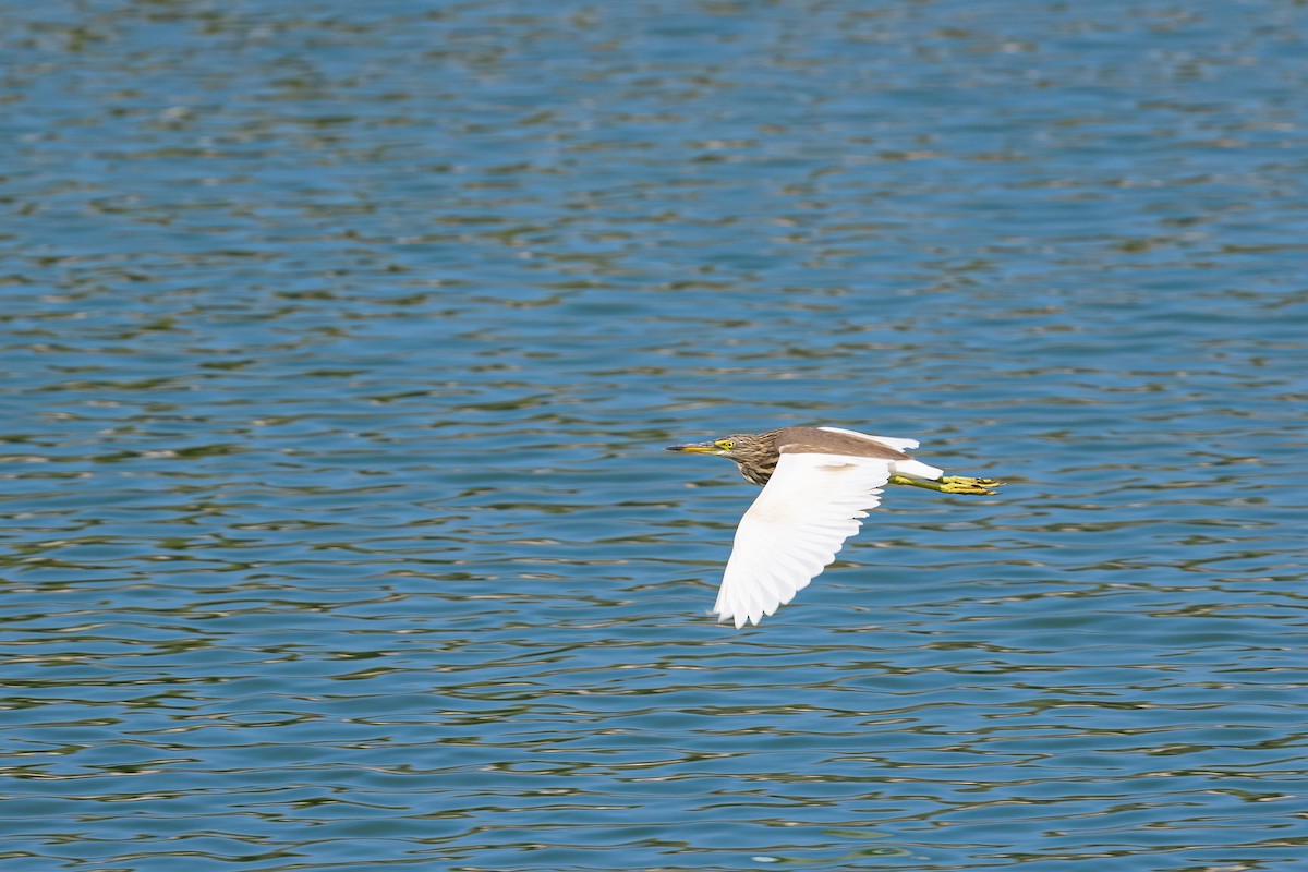 Indian Pond-Heron - ML645040768