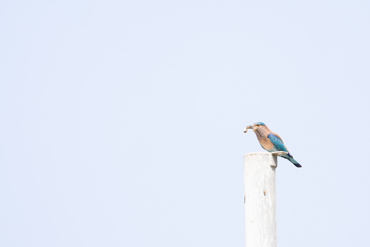 Indian Roller - ML645040772