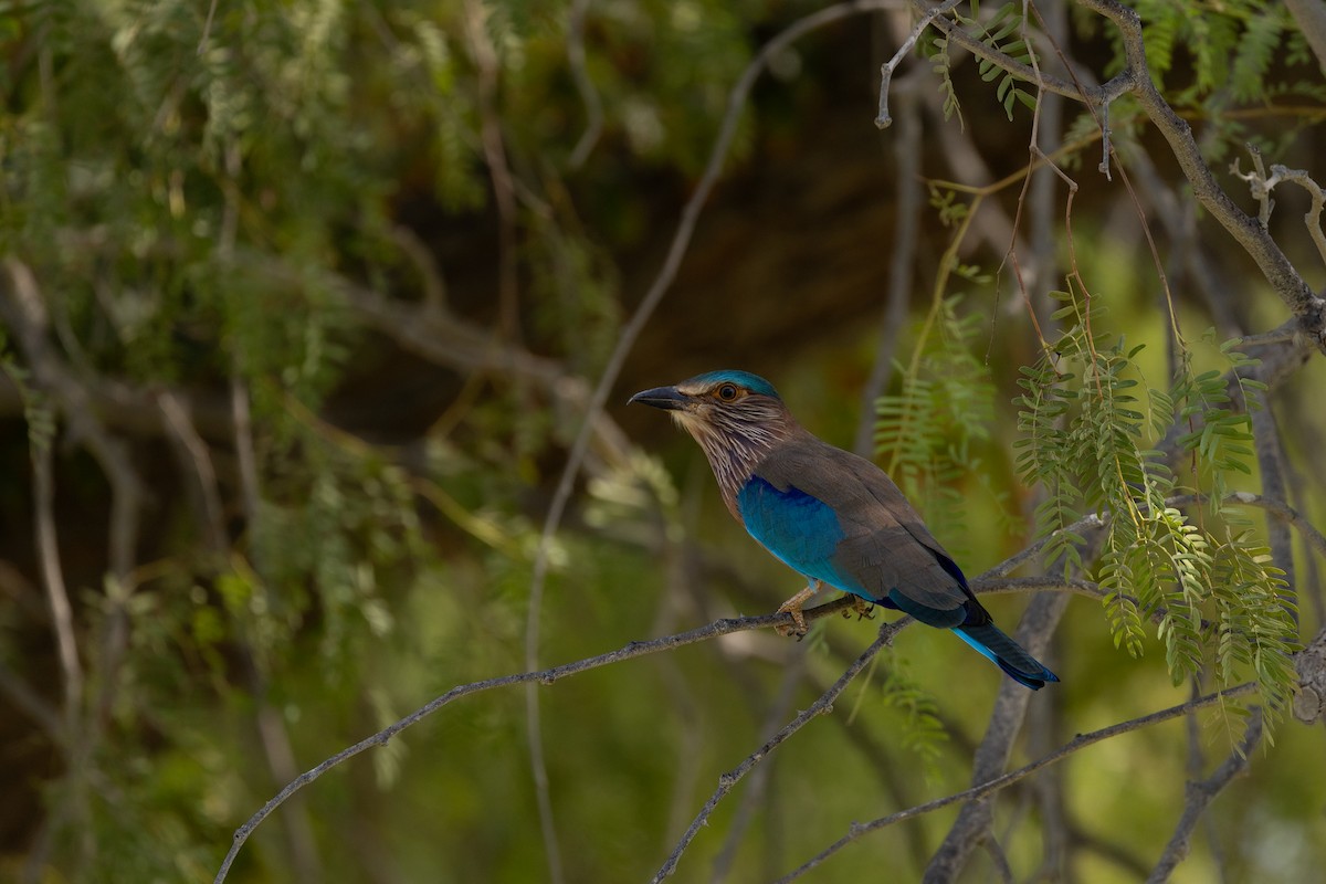 Indian Roller - ML645040773