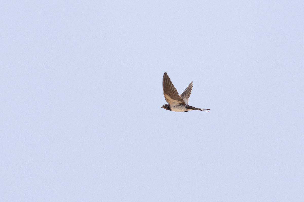 Barn Swallow - ML645040774