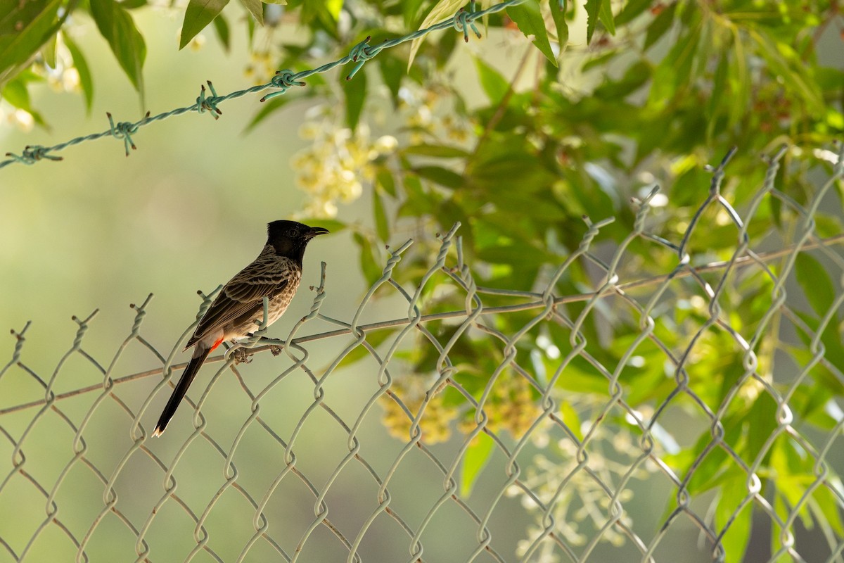 Red-vented Bulbul - ML645040778