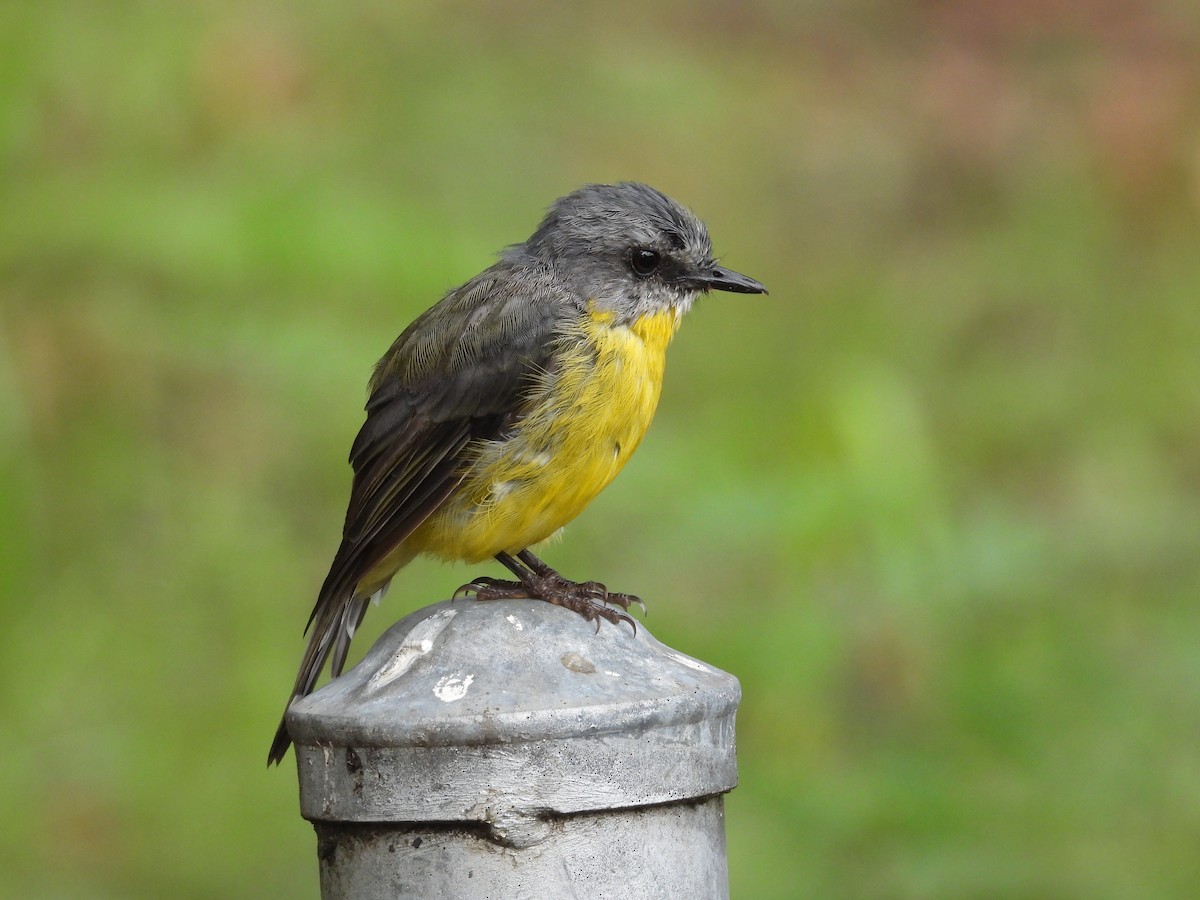 Королець жовтий - ML645040781