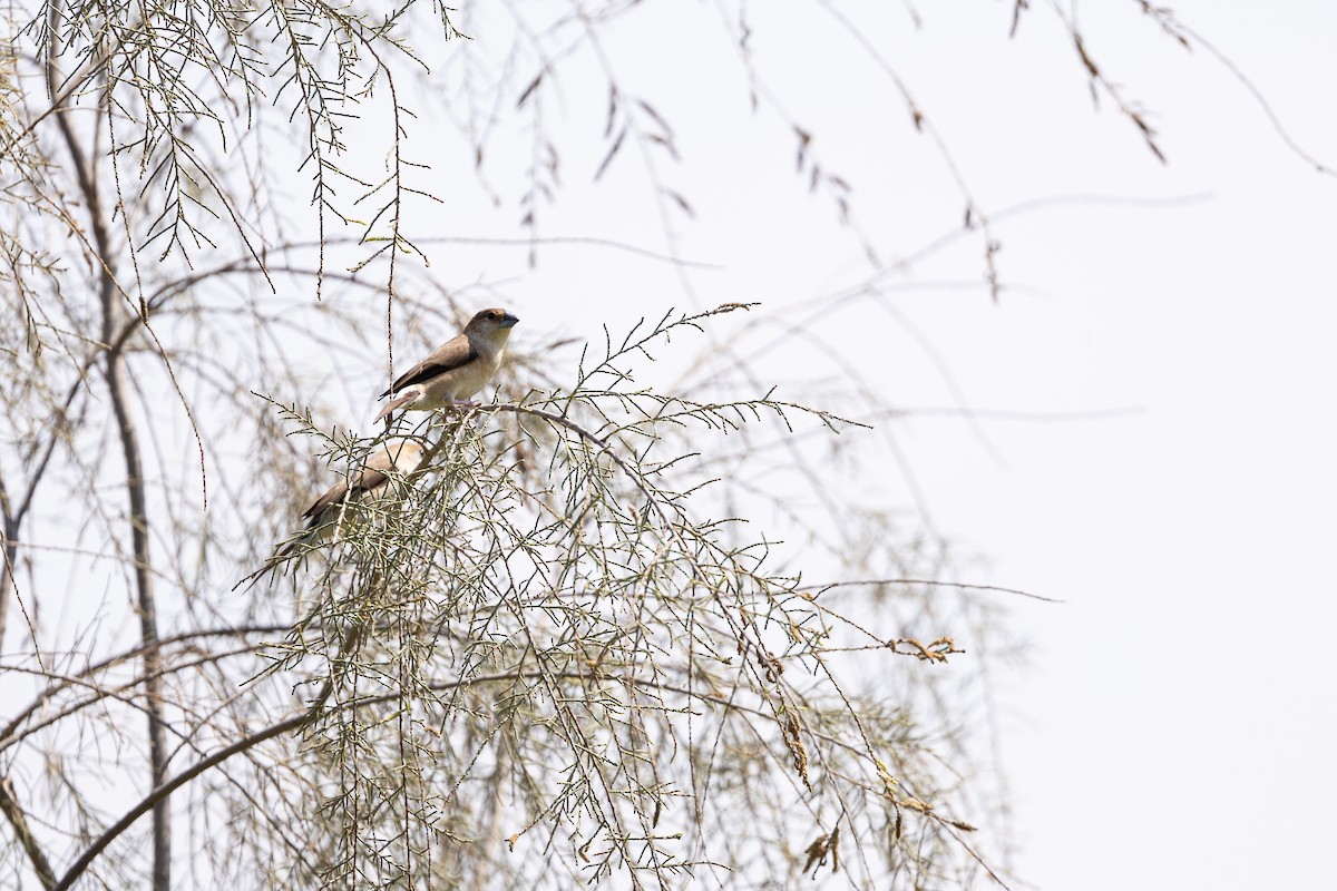 Indian Silverbill - ML645040782