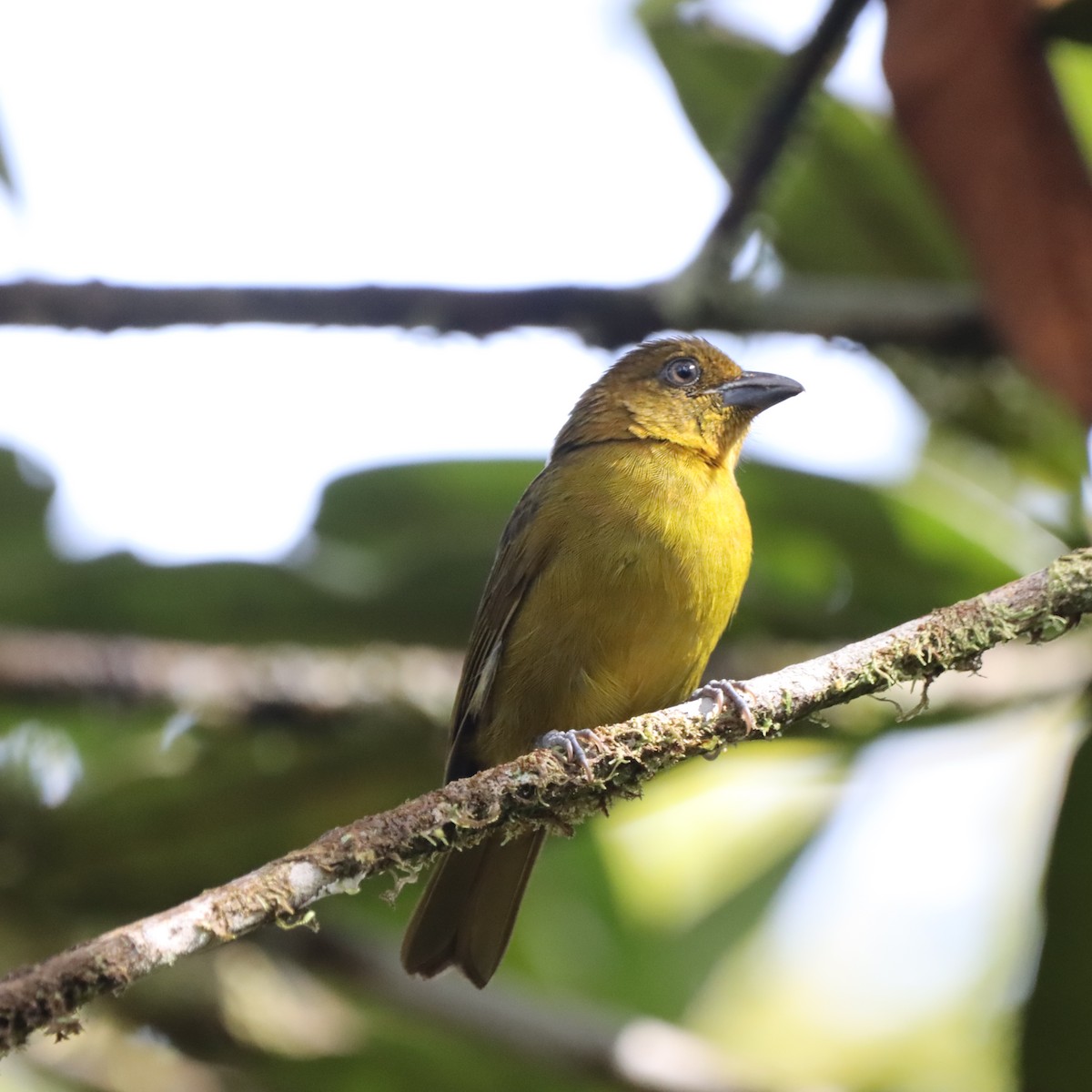 Carmiol's Tanager - ML645040795