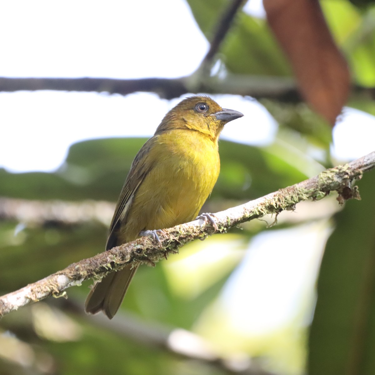 Carmiol's Tanager - ML645040799