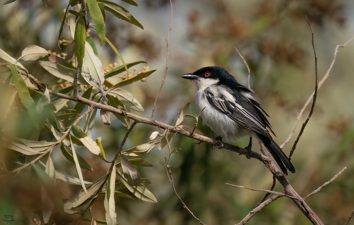 セグロフクレヤブモズ - ML645040800