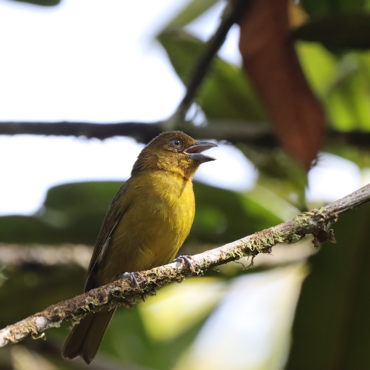 Carmiol's Tanager - ML645040802