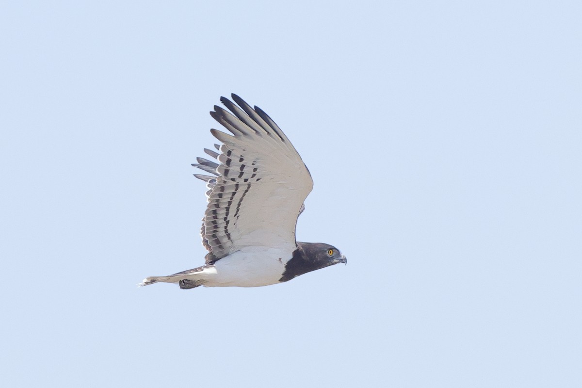 Black-chested Snake-Eagle - ML645040803