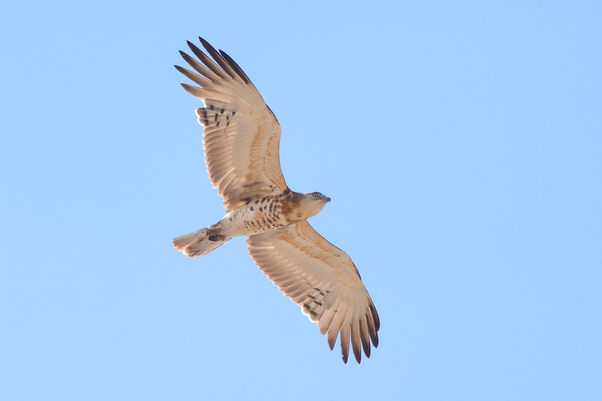 Black-chested Snake-Eagle - ML645040804