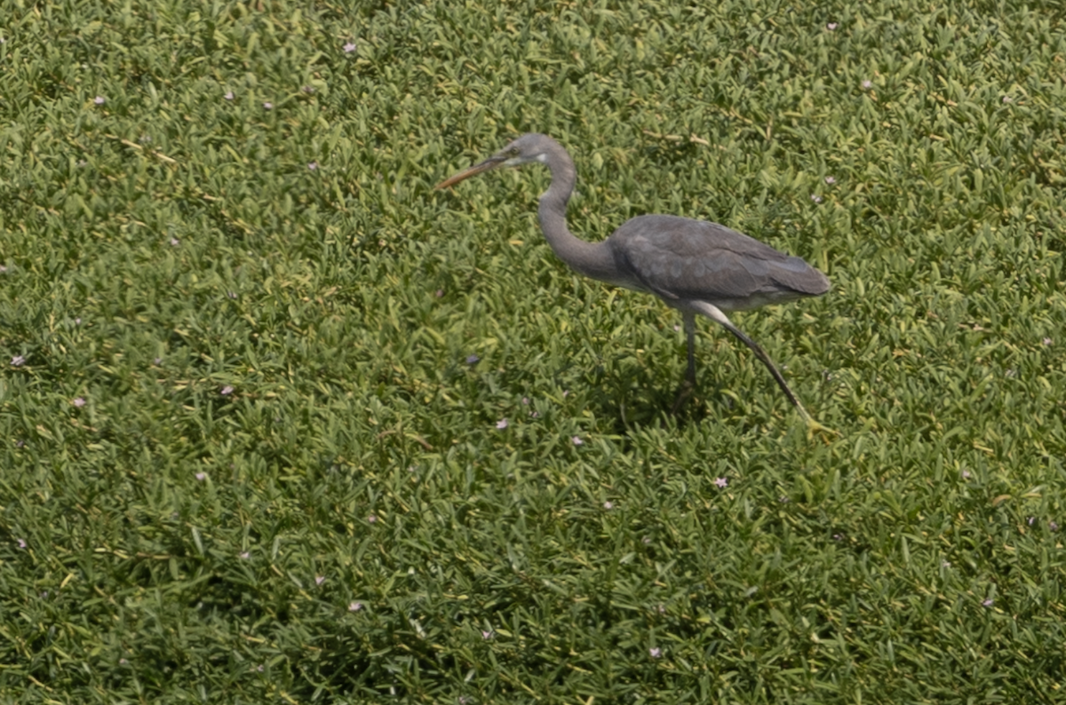 Western Reef-Heron - ML645040805