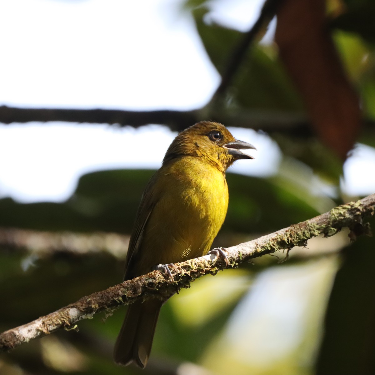 Carmiol's Tanager - ML645040810