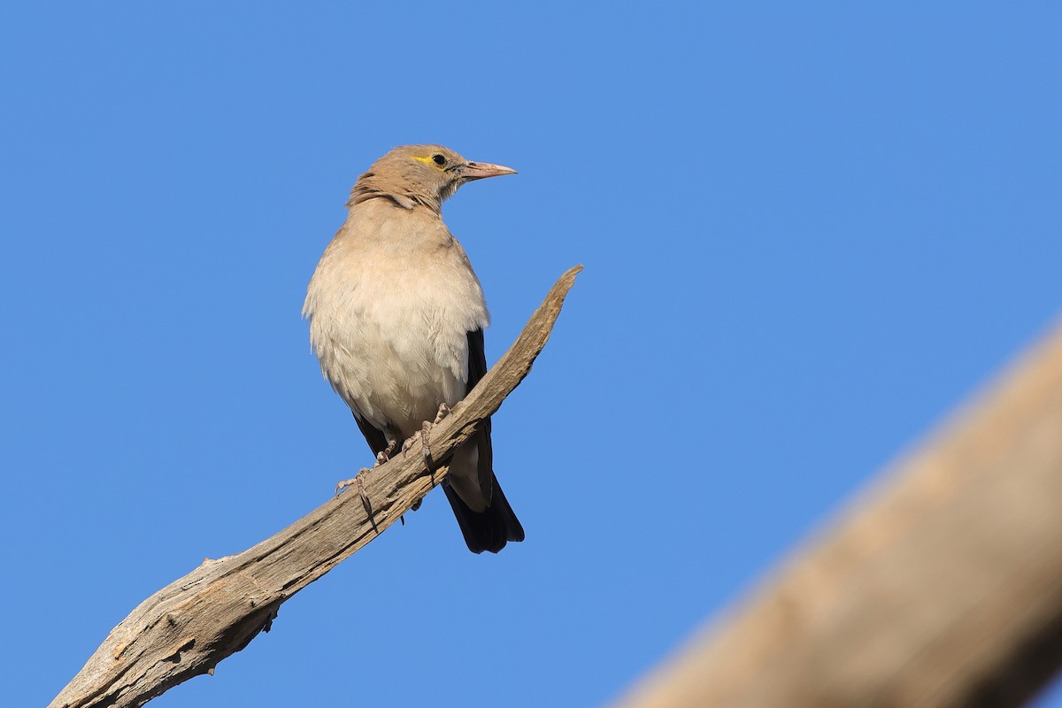 Wattled Starling - ML645040812