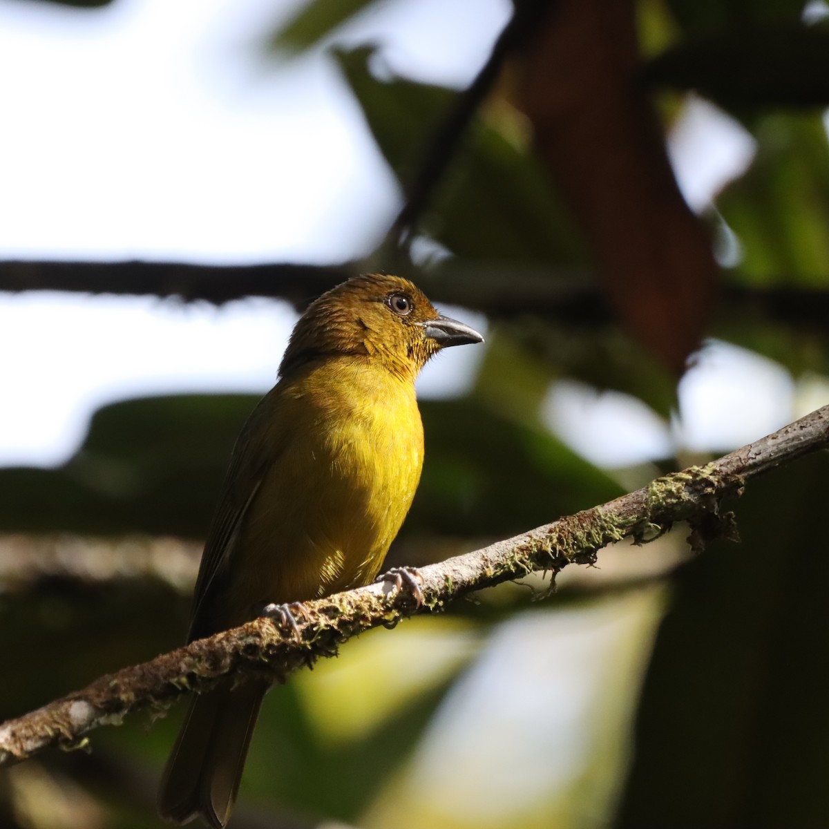 Carmiol's Tanager - ML645040813