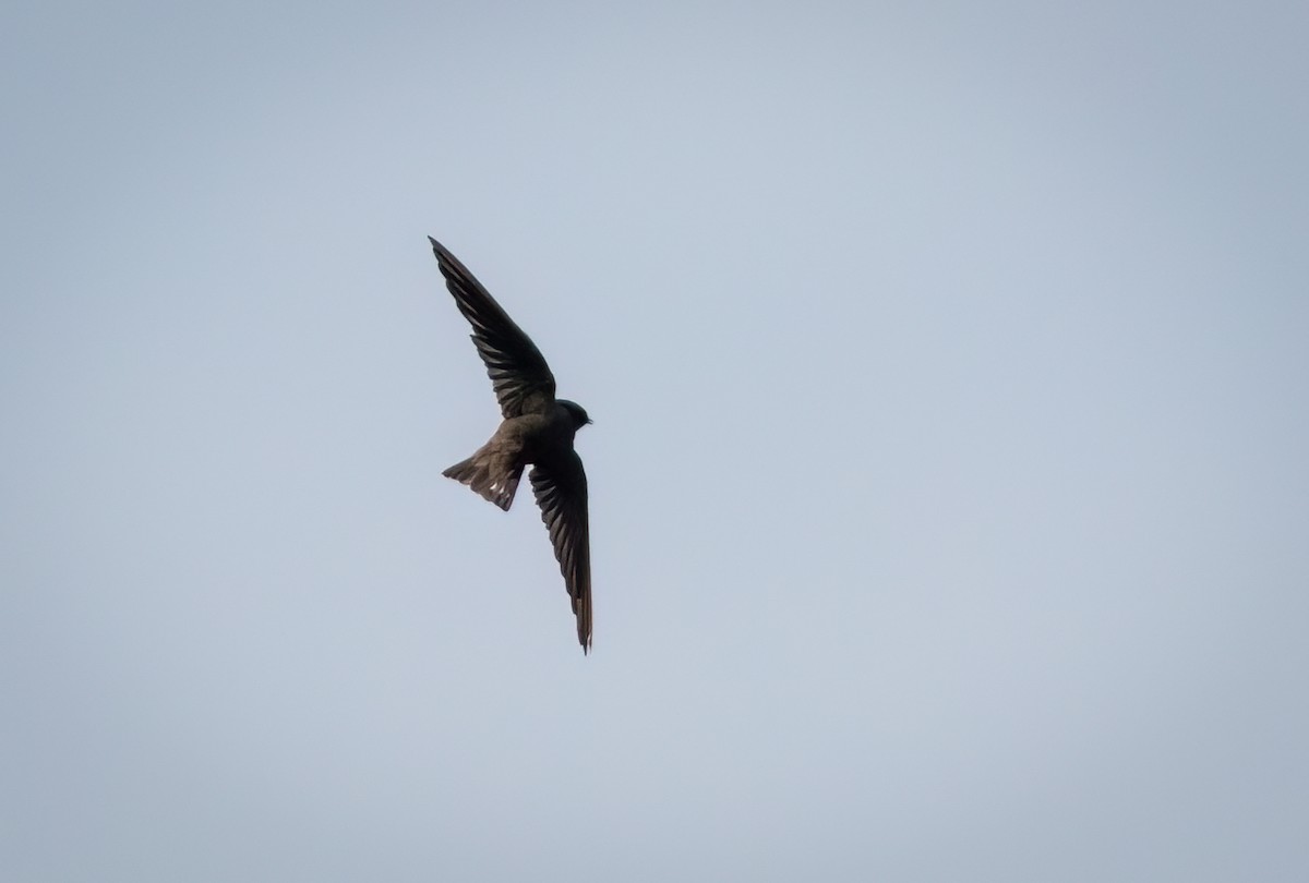 ノドアカアフリカチャイロツバメ - ML645040814