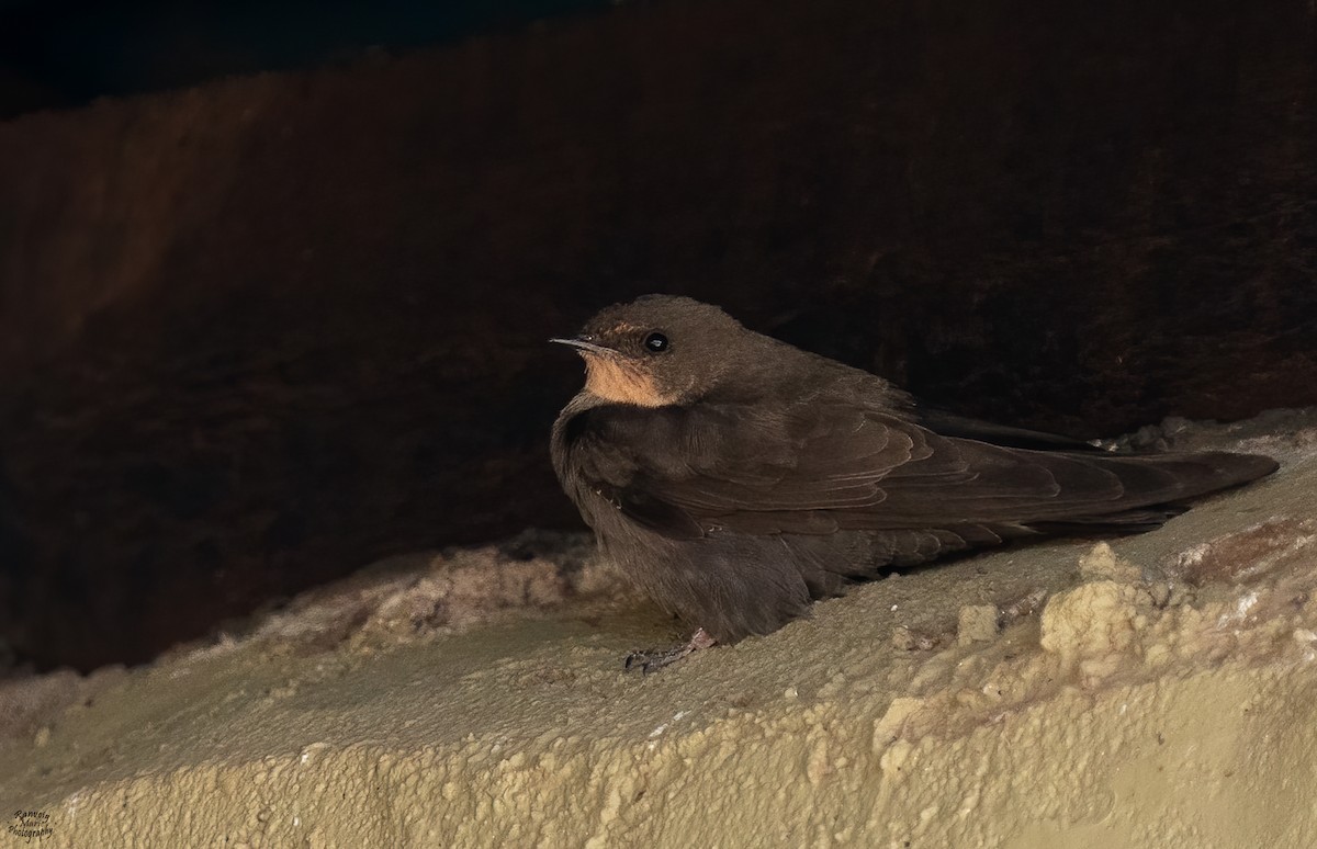 ノドアカアフリカチャイロツバメ - ML645040815