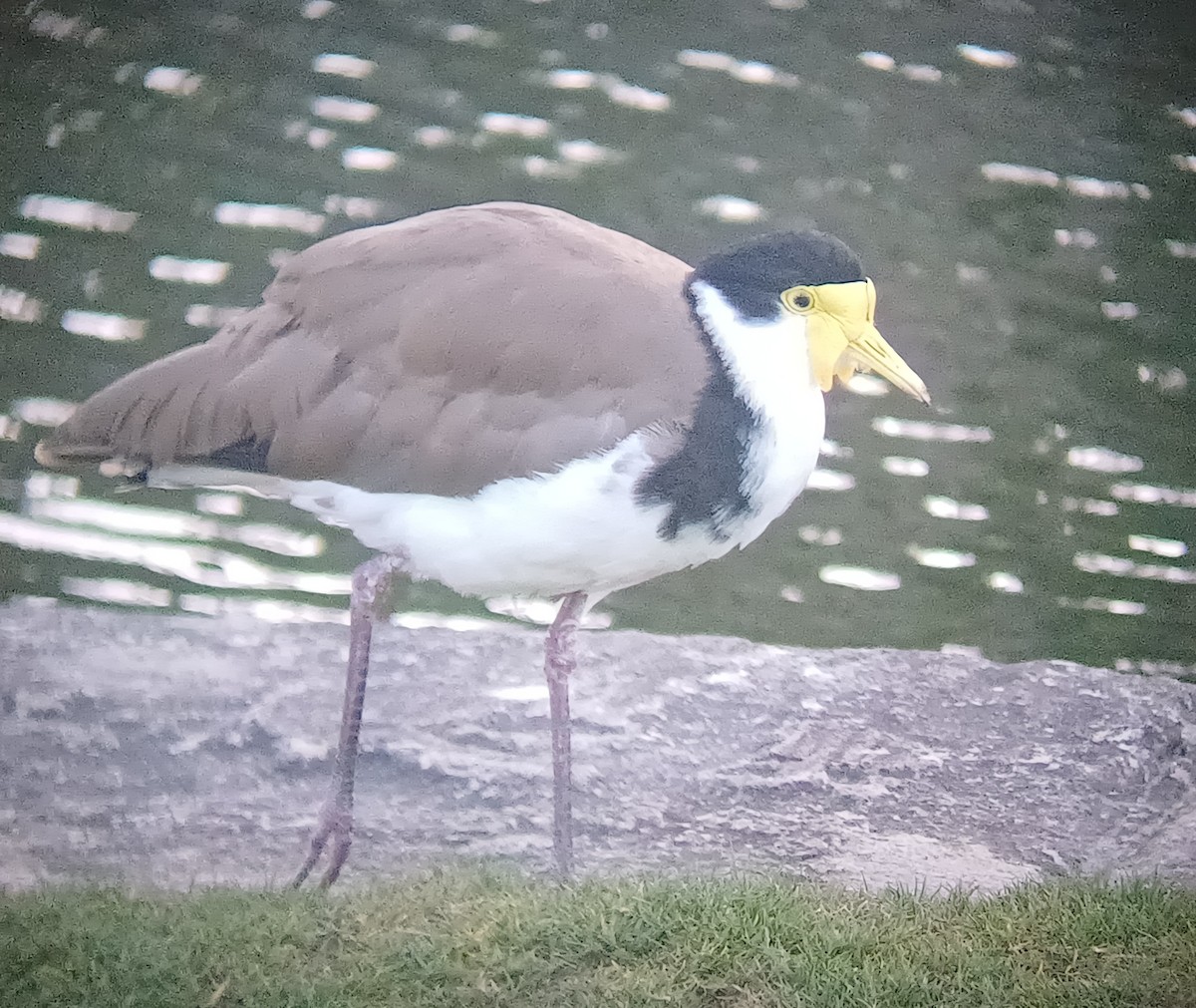 čejka australská - ML645040829