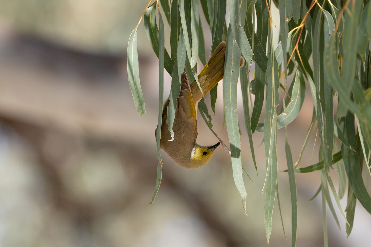 White-plumed Honeyeater - ML645040830