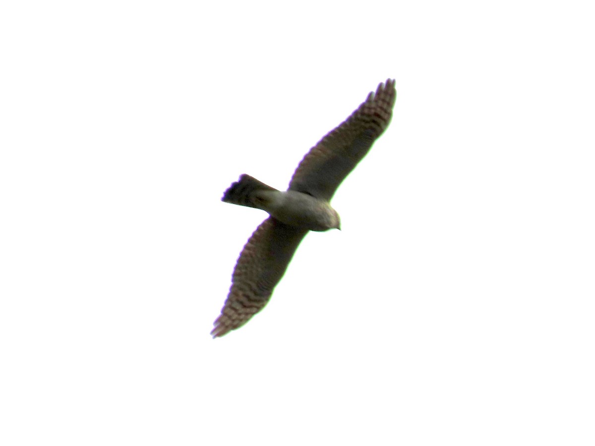 Eurasian Sparrowhawk - ML645040831