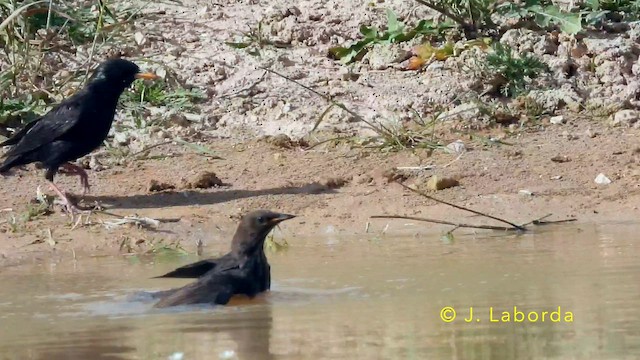 Arabazozo beltza - ML645040832