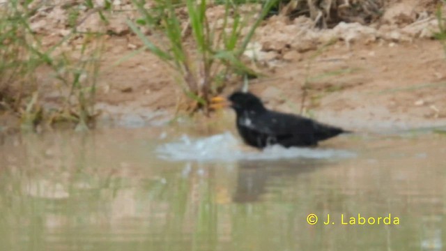 Arabazozo beltza - ML645040833