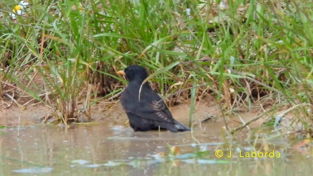 Arabazozo beltza - ML645040834