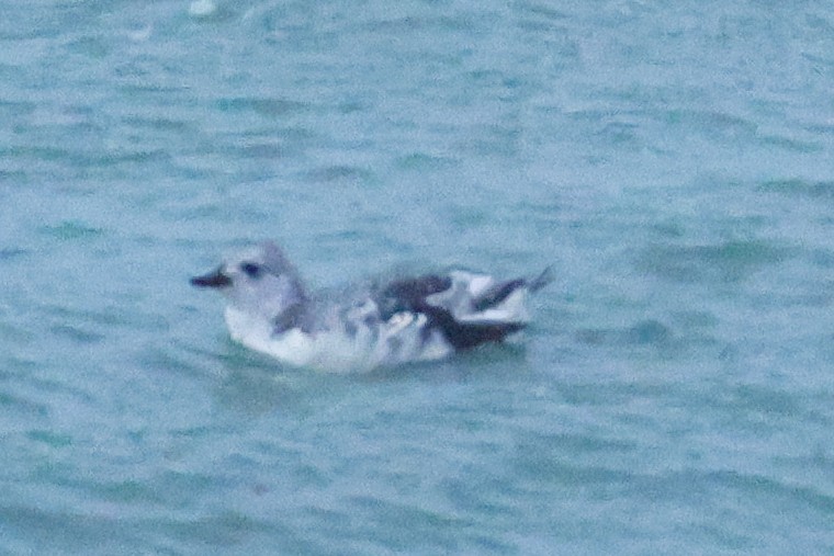 אוריה שחורה - ML645040910