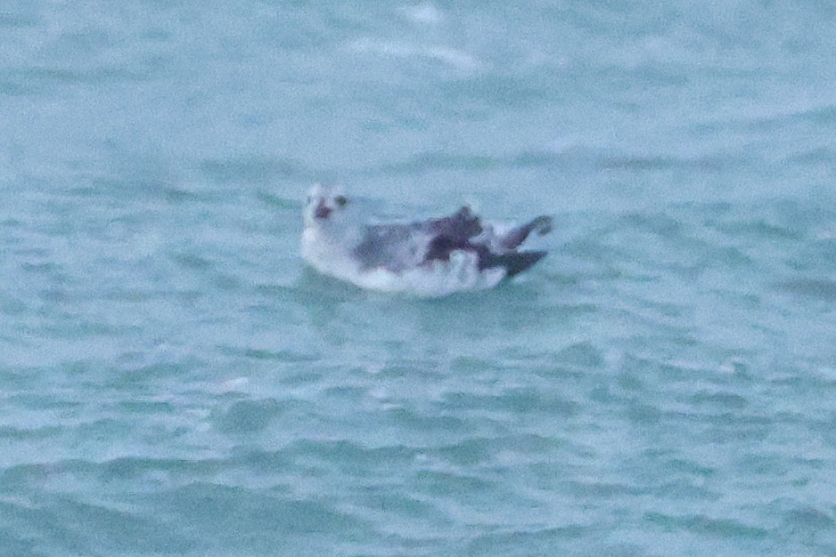 אוריה שחורה - ML645040911