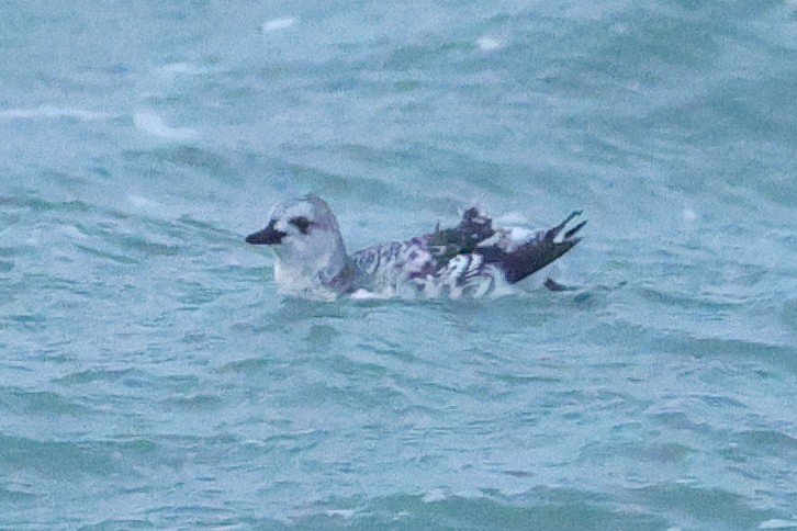 אוריה שחורה - ML645040912