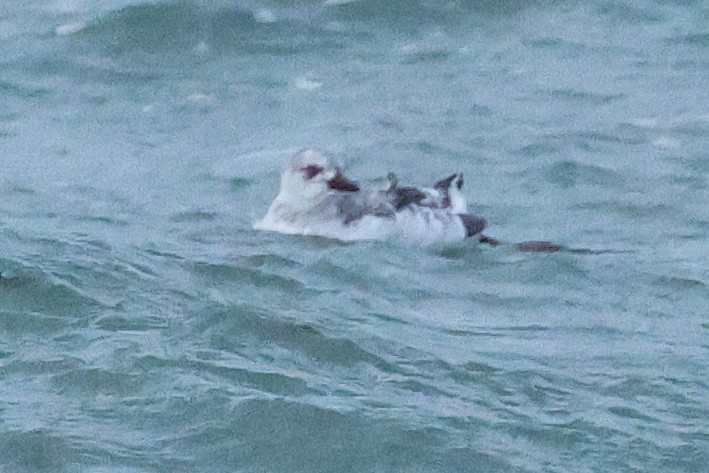 אוריה שחורה - ML645040913