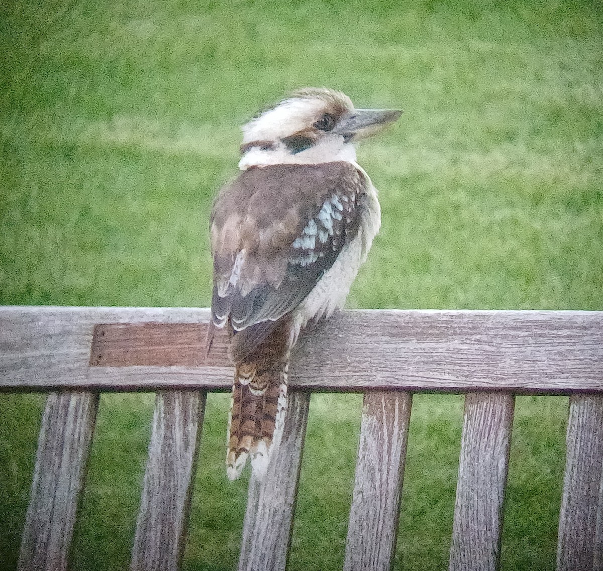 Laughing Kookaburra - ML645040915