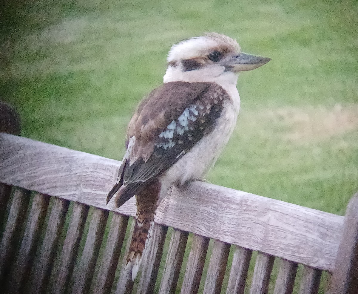 Laughing Kookaburra - ML645040916