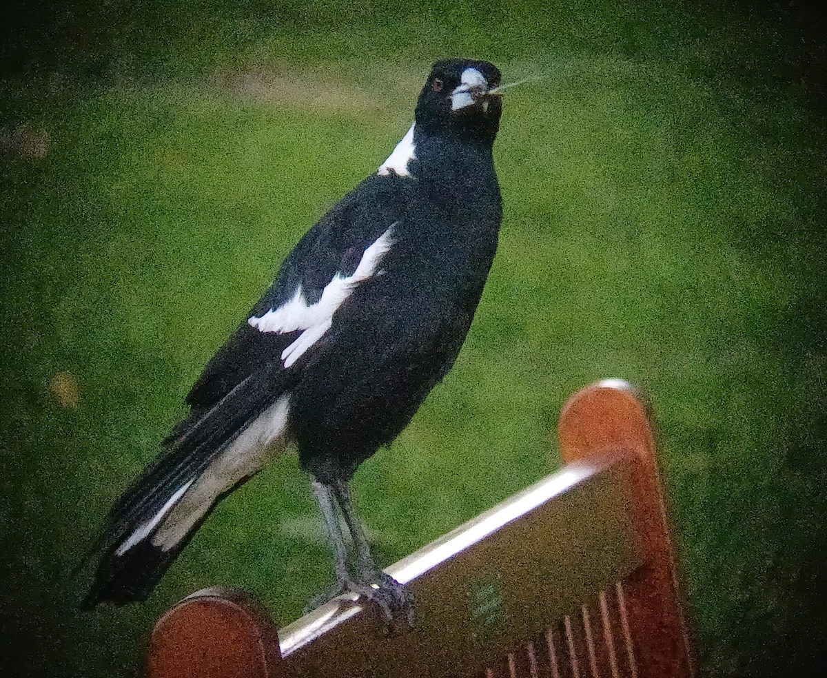Australian Magpie - ML645040928