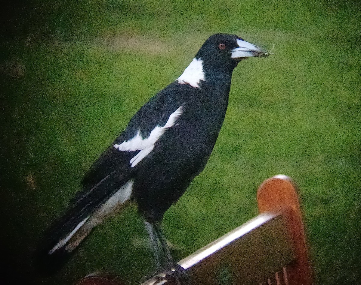 Australian Magpie - ML645040929