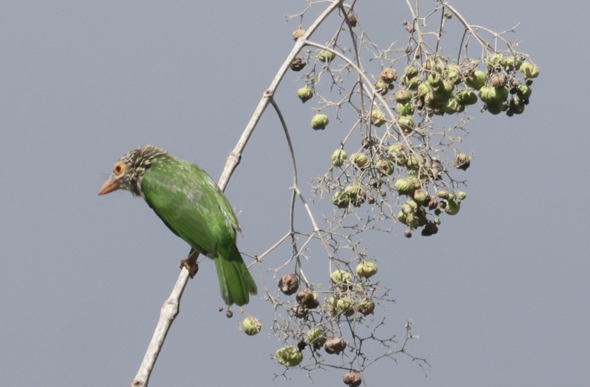 シロボシオオゴシキドリ - ML645040930