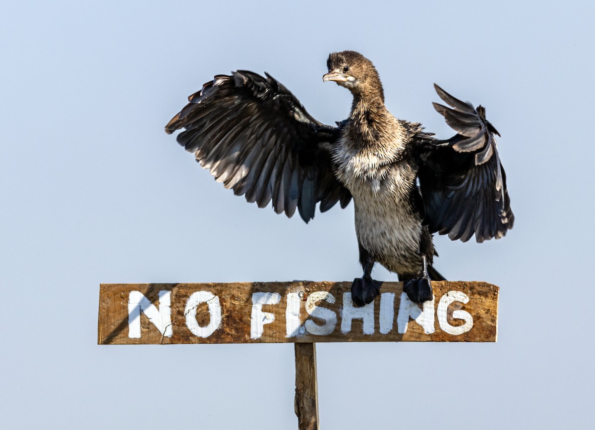 Pygmy Cormorant - ML645040934